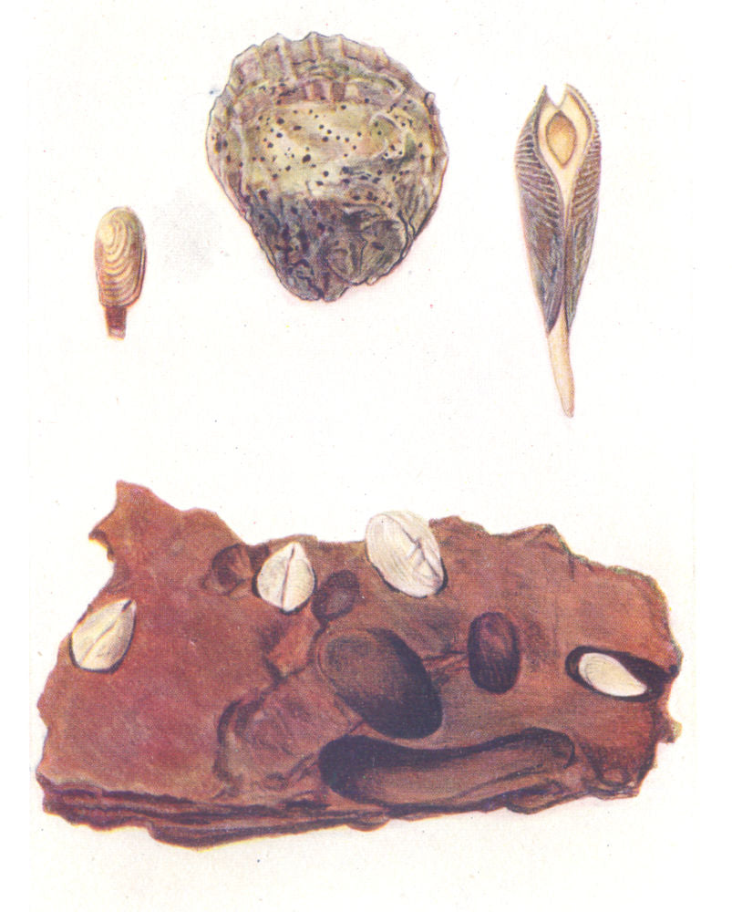 BORING MOLLUSCS SPONGE.Saxicava rugosa;Oyster,Clione.Piddock.Red Sandstone 1936